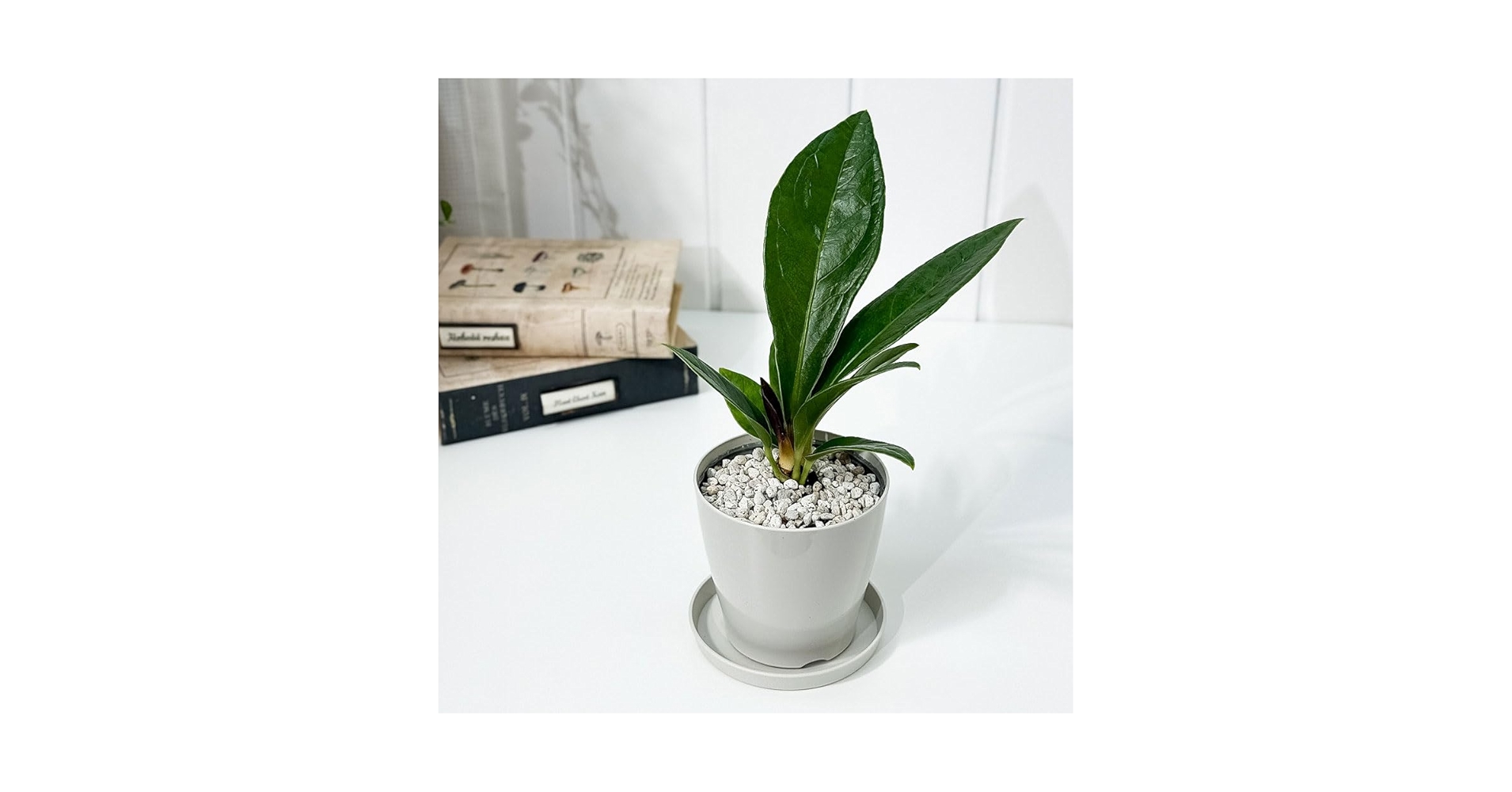 Amazon｜PLANCHU 観葉植物 アンスリウム プロウマニー 3.5号鉢 受け皿